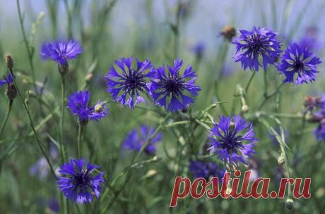 ✔Десятка красочных однолетних цветов, которые практичнее сеять под зиму  (осенью) в конце октября — ноябре:
Агератум – очень красивый цветок, с нежными, словно пушистыми, соцветиями.
Он красиво смотрится как в цветнике, так и в букетах.
Если посеять агератум под зиму, то к ранней весне у вас будет прекрасный цветущий бордюр.
Бархатцы – не самые холодостойкие из цветов, но зато как они красивы!
И на клумбе, и в цветниках эти цветы будут яркими и привлекательными.
Их можно сеять как осенью, так …