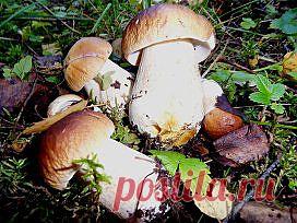 Царь грибов - боровик | РИА Новости