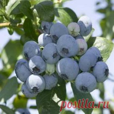 Голубика садовая Река - купить саженцы из питомника, цена в Нижнем Новгороде