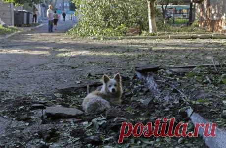 Озверение: жизнь котов и собак на охваченном войной востоке Украины | Дай лапку