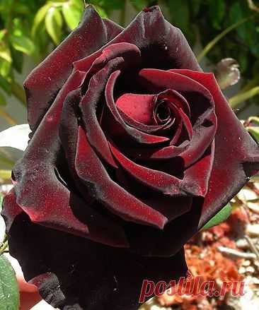 Black Magic Rose | Flowers - Wonders of Creation