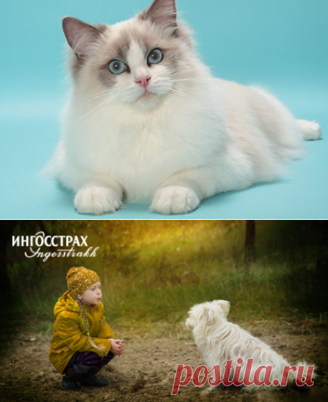 Самые добрые породы кошек для домашнего содержания