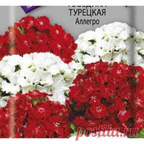 Гвоздика Турецкая Аллегро