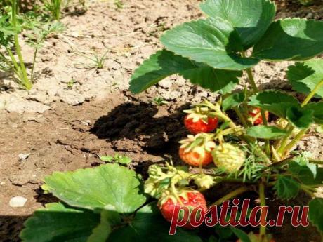 На какой диете сидит клубника у дачников, собирающих фантастические урожаи: ничего сверхъестественного . Если вы хотите ведрами собирать клубнику со своего участка, будьте готовы к тому, что клубнику придется посадить на особую диету.