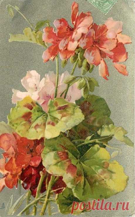 (723) Red and pink geraniums by Catherine Klein ~ 1903. | λουλουδια