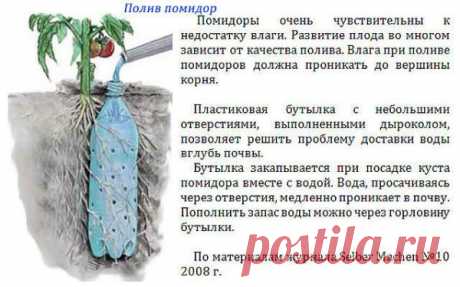 Полив помидор
