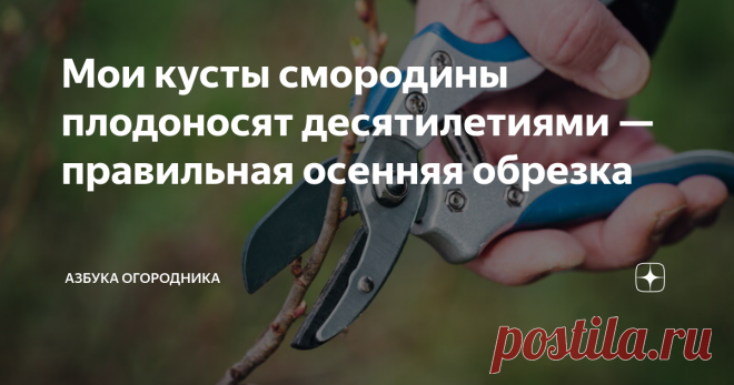 Мои кусты смородины плодоносят десятилетиями — правильная осенняя обрезка Осень – время, когда садоводу пора браться за секатор и проводить обрезку деревьев и кустарников. Не является исключением и смородина. Разберемся, как именно осенью надо обрезать черную, белую и красную разновидности этого ягодного кустарника. Я расскажу, как провожу эту процедуру. Когда приниматься за работу Время для осенней обрезки любых культур – промежуток между опаданием листьев (тогда останавл...