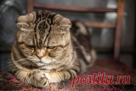 Когда кошки ведут себя так, они чувствуют себя одинокими | ikoshkiru - Мир кошек | Дзен