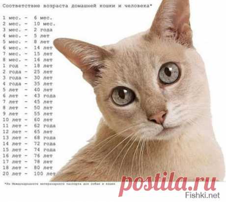 18 доказательств, что коты — многогранные личности