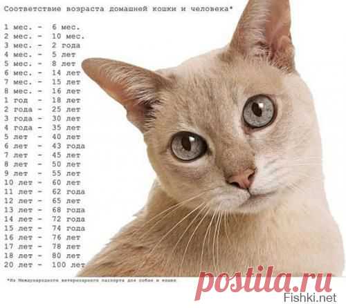 18 доказательств, что коты — многогранные личности