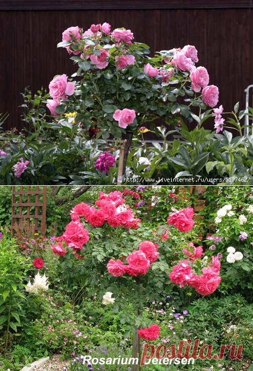 СОВЕТЫ ЦВЕТОВОДАМ - КАК ПОСАДИТЬ ШТАМБОВУЮ РОЗУ.
