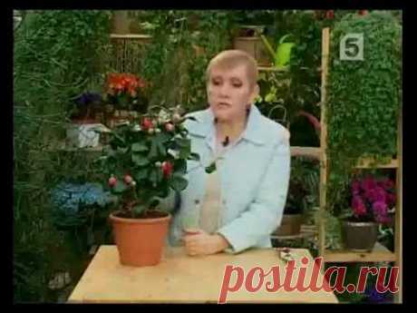 Комнатная Камелия.