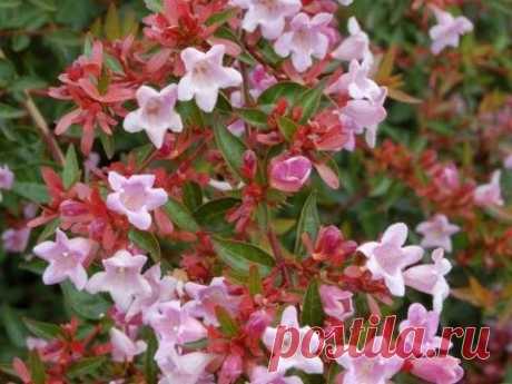 Абелия крупноцветковая- Abelia x grandiflora | Подружки