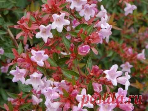 Абелия крупноцветковая- Abelia x grandiflora | Подружки