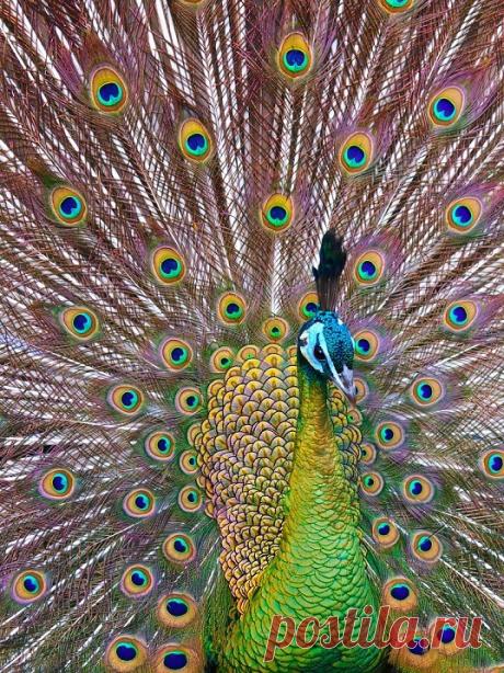 Самая красивая птица в мире павлин (50 фото) - Частные Заметки