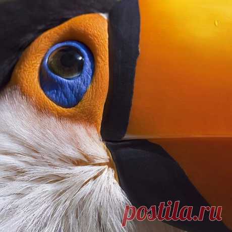 Тукан......))))))))