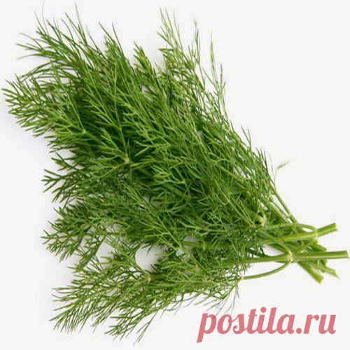 Про душистый укроп | Друг пенсионера
Одна из самых популярных в мире пряностей, с нежным специфиче­ским ароматом и приятным вку­сом. «Король» среди зелени. Укроп знают все. В растении нет ни одной бесполезной части.