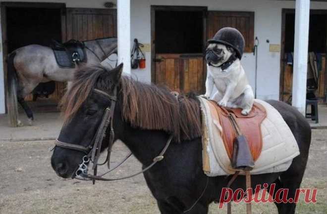 Собаки-развеселяки