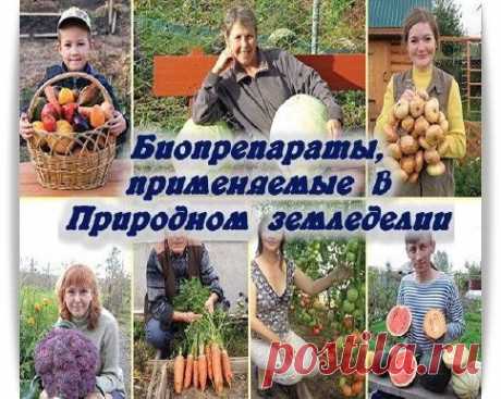 Скачать Биопрепараты, применяемые в Природном земледелии бесплатно
