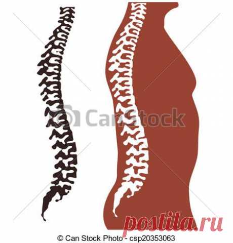 Векторные клипарты spine, person csp20353063 - Поиск клипартов, иллюстраций, рисунков и векторных графических изображений в формате EPS