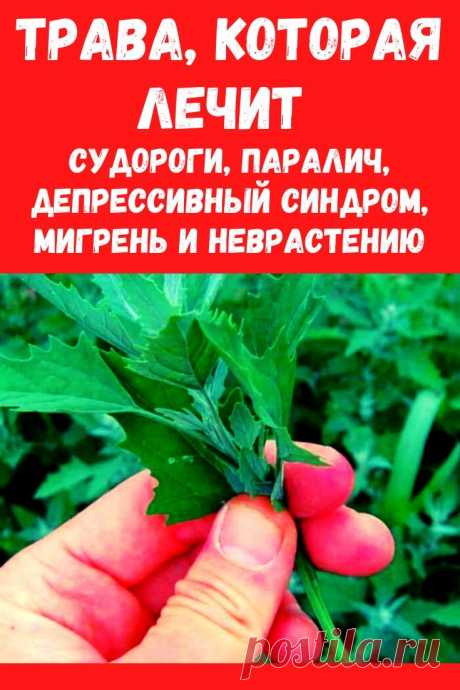 Сорняк, который лечит судороги, паралич, депрессивный синдром, мигрень и неврастению