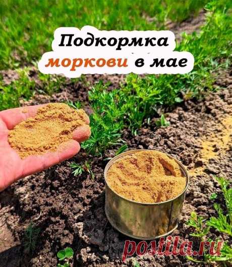 Морковь будет крупной, сладкой и без трещин: чем и когда её подкармливать в мае 
 
Морковь — одна из самых неприхотливых культур, но чтобы вырастить ровные, сочные и сладкие корнеплоды без трещин, в мае важно правильно её подкормить. Не торопитесь с азотом — морковка этого не любит! А вот нужные микроэлементы помогут корнеплодам набрать силу и вкус. 
 
 Когда подкармливать? 
 
Первая подкормка — через 2 недели после появления всходов. 
Вторая — ещё через 15–20 дней, когда ...
