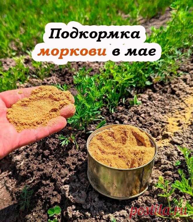 Морковь будет крупной, сладкой и без трещин: чем и когда её подкармливать в мае 
 
Морковь — одна из самых неприхотливых культур, но чтобы вырастить ровные, сочные и сладкие корнеплоды без трещин, в мае важно правильно её подкормить. Не торопитесь с азотом — морковка этого не любит! А вот нужные микроэлементы помогут корнеплодам набрать силу и вкус. 
 
 Когда подкармливать? 
 
Первая подкормка — через 2 недели после появления всходов. 
Вторая — ещё через 15–20 дней, когда ...