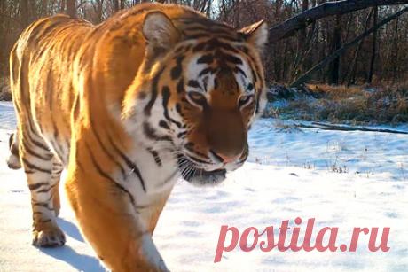 Мычащего тигра засняли на фотоловушку в Приморье. В Приморском крае запечатлели тигра, который «лениво мычит на стадо свистящих оленей» в долине реки Нарва. Его засняли на фотоловушку в национальном парке «Земля леопарда». На видео заметно, как в темное время тигр подходит к камере, расположенной на перекрестке звериных троп, и мычит.