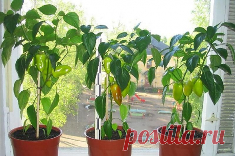 Пересаживаем перец в комнату