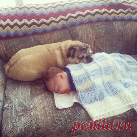 Когда они оставили ребенка в комнате с собаками, то и представить не могли, ЧЕМ это обернется! | Golbis