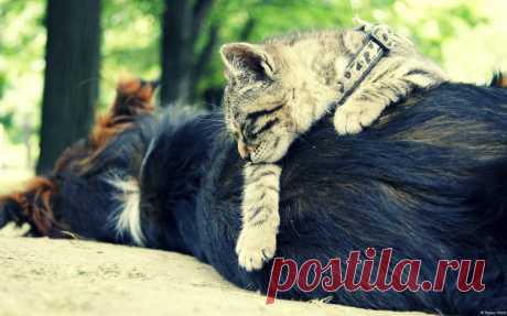 Обои cats, собаки, animals, животные, dogs, кошки на рабочий стол | 86136