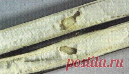 Зимняя наживка репейник  / Богатая добыча