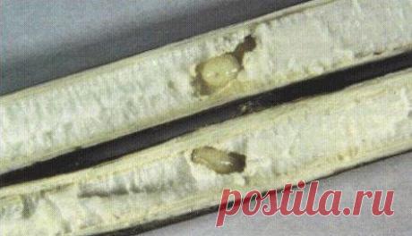 Зимняя наживка репейник  / Богатая добыча