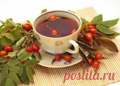Шиповник в народной медицине