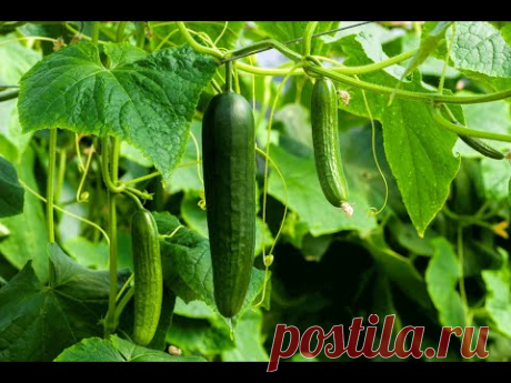 Как легко срывать огурцы без режущего инструмента (How to pick cucumbers)