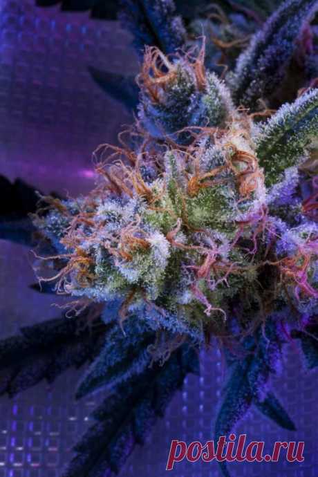Kalashnikoff
Genotype: Mainly Indica
Genetics: Super Skunk x White Widow
Height: up to 2.5 m outdoors\
Flowering: 50-55 days
THC: 12-16%
Yield: 150-400 g/m2 indoors, the first ten days of October outdoors

Every experienced grower knows that Kalashnikoff is every guerilla’s best friend and a trusty working tool of the Revolution. It stays low and it groups its buds close, so the plant can be easily adjusted to the environment and camouflaged if needed. 
#Rastaman_Seeds
