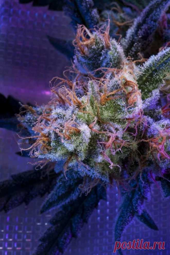 Kalashnikoff
Genotype: Mainly Indica
Genetics: Super Skunk x White Widow
Height: up to 2.5 m outdoors\
Flowering: 50-55 days
THC: 12-16%
Yield: 150-400 g/m2 indoors, the first ten days of October outdoors

Every experienced grower knows that Kalashnikoff is every guerilla’s best friend and a trusty working tool of the Revolution. It stays low and it groups its buds close, so the plant can be easily adjusted to the environment and camouflaged if needed. 
#Rastaman_Seeds