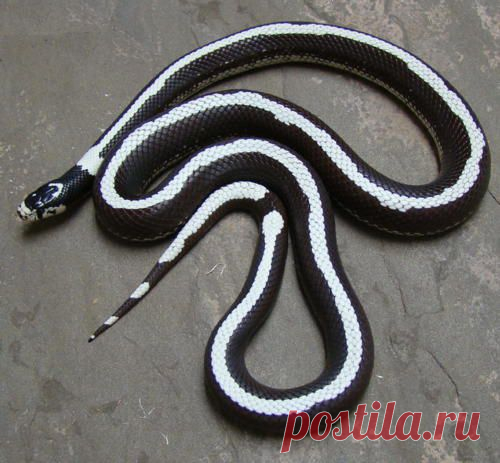 like catching snakes