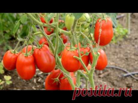 Лучшие сорта помидоров (вкус и урожайность) по итогам 2016 года