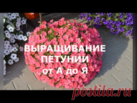 Петуния выращивание из семян от А до Я