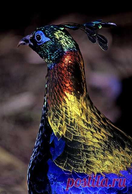 Himalayan Monal Pheasant by Thakur Dalip Singh, via Flickr | Bird Is The Word!