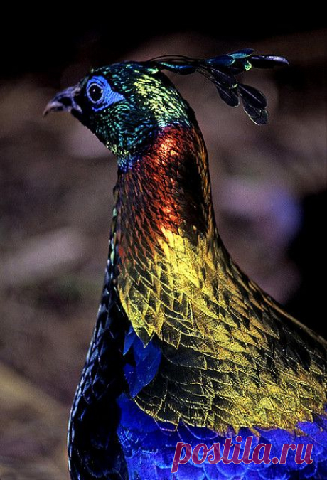 Himalayan Monal Pheasant by Thakur Dalip Singh, via Flickr | Bird Is The Word!
