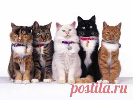 Коты, кошки и котята… В ошейнике или без? | Я- Милочка