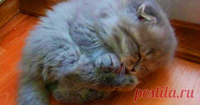 Старушка и представить не могла, какого кота она подобрала на улице и спасла!