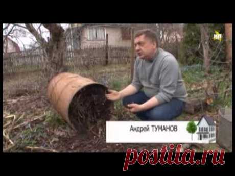 Органические удобрения из растений: сидераты, компост, жидкое зеленое удобрение