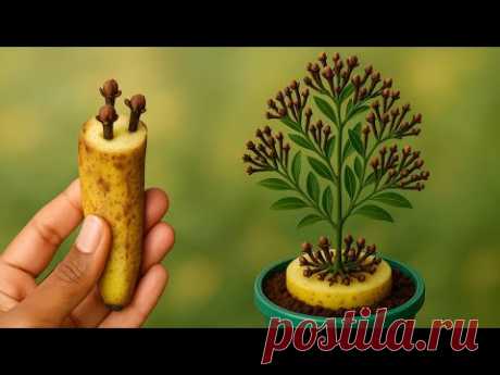 🌱 What Happens When You Plant Cloves in a Banana? | Unique Clove Planting Hack 🍌