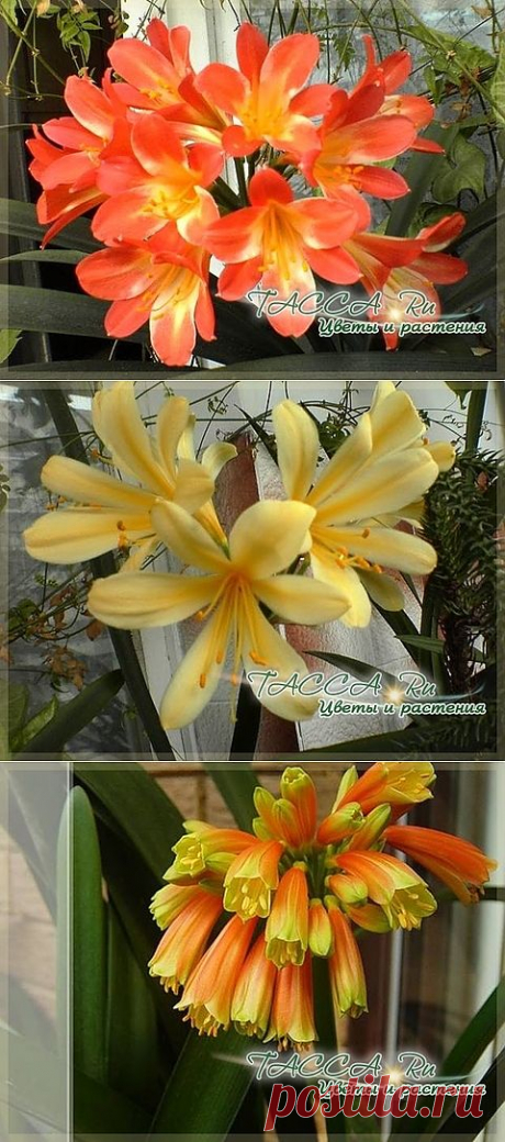 Кливия Clivia: уход в домашних условиях.