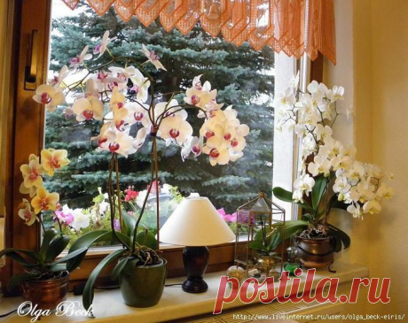 Орхидеи Фаленопсис (Phalaenopsis). Полив. Когда нужно поливать орхидею..