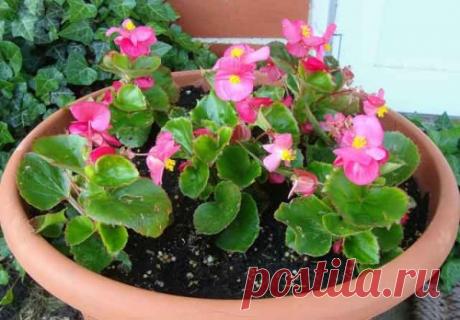 Бегония вечноцветущая - "девичья краса"