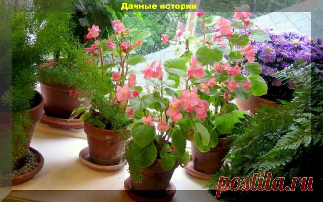 Сахарно-янтарная подкормка от которой ваши комнатные цветы преобразятся на глазах | Дачные истории | Яндекс Дзен